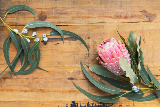 Protea flower and branch of southern blue gum (Eucalyptus globulus) on wooden surface