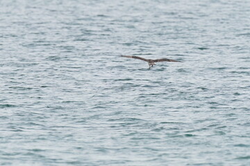 osprey in the sea shore