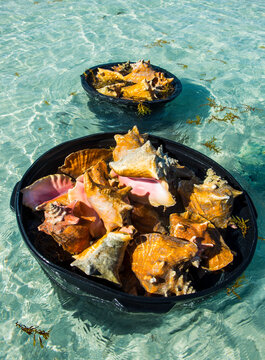 High angle view of queen conches in containers floating on sea, Five Cays, Providenciales, Turks And Caicos Islands