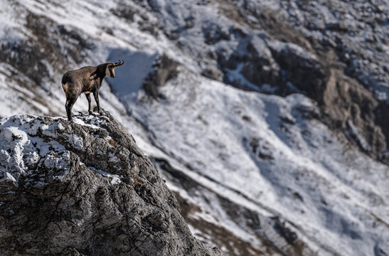 Lone chamois goat standing on top of rocks in Berchtesgaden National Park