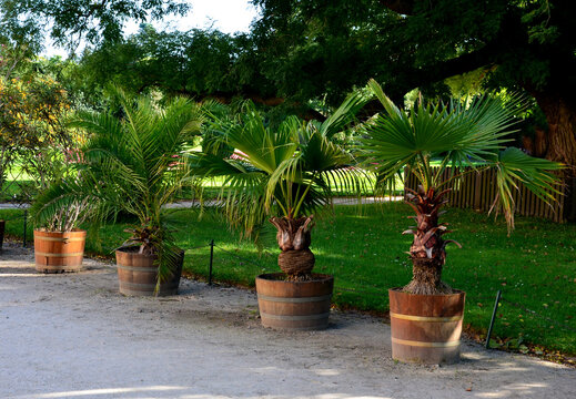 Howea belmoreana, the curly palm, kentia palm, or Belmore sentry palm, is a species of flowering plant, in wooden flower pot. castle garden terrace 