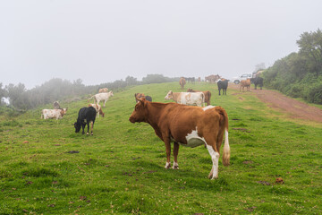 Cows on pasture on Madeira island