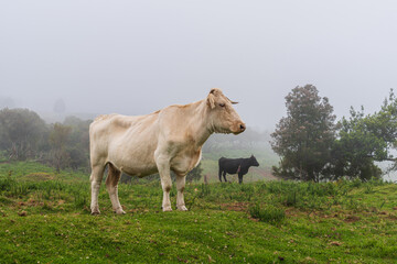 Cows on pasture on Madeira island