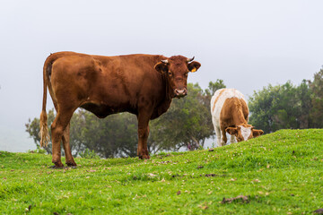 Naklejka na ściany i meble Cows on pasture on Madeira island
