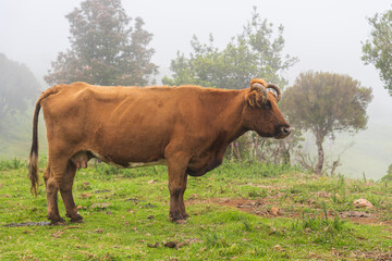Cows on pasture on Madeira island