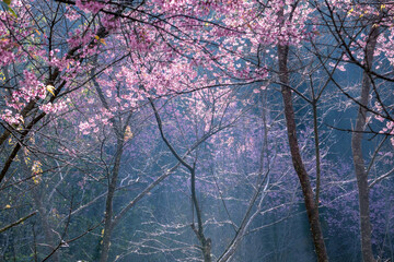  beautiful of Sakura , Cherry Blossoms(cerasoides) grows each winter at Northern Thailand