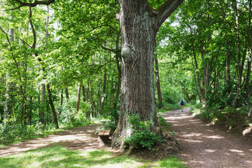 Mid distance view of senior man hiking in Thuringia forest, Germany