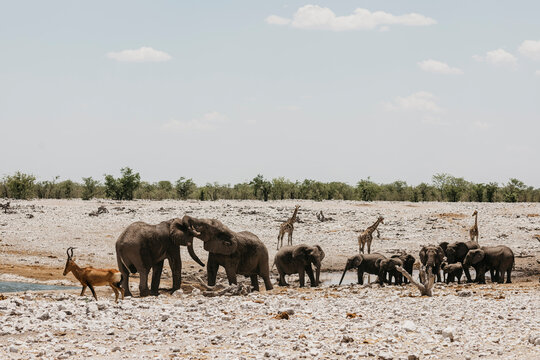 Namibia, Etosha National Park, Elephants, springboks and giraffes at a waterhole