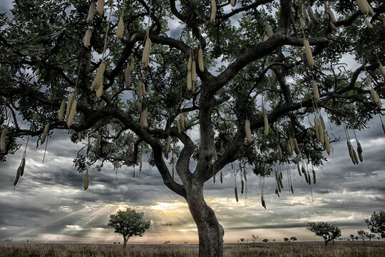 Democratic Republic of Congo, Low angle view of acacia trees standing against cloudy sky at dusk