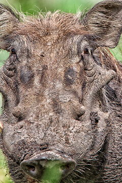 Democratic Republic of Congo, Portrait of common warthog (Phacochoerus africanus)