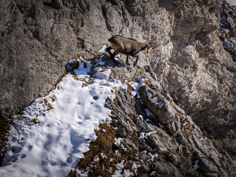 Lone chamois goat standing on top of rocks in Berchtesgaden National Park