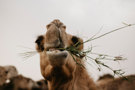 United Arab Emirates, Dubai, portrait of chewing eating camel