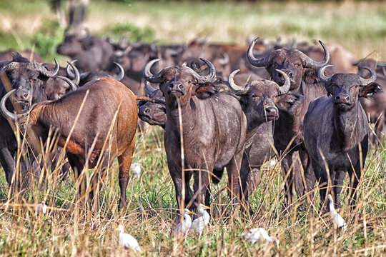 Democratic Republic of Congo, Herd of African buffaloes (Syncerus caffer) in Garamba National Park