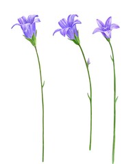 drawing bellflowers , Campanula patula , spreading bellflower isolated floral elements at white background, hand drawn illustration