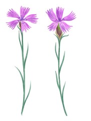 drawing maiden pink flowers , Dianthus deltoides , isolated floral elements at white background, hand drawn illustration