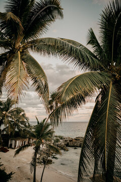 Mexico, Quintana Roo, Tulum, palm beach