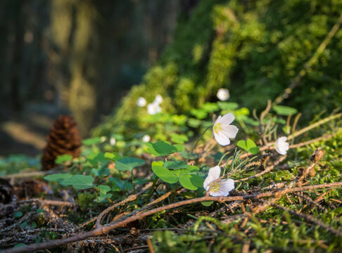 Germany, Close-up of wood sorrels (Oxalis Acetosella) blooming in Upper Palatinate Forest
