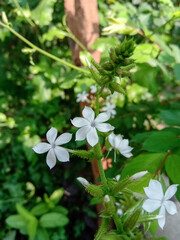 Plumbago zeylanica flower blossom beautifully in garden with petals and green blury background.