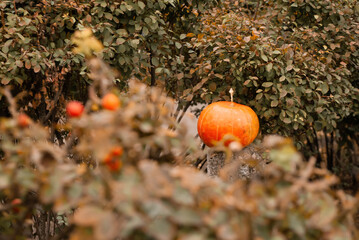 orange pumpkin on the background of the bush of the forest for Halloween with space for the text