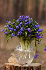 
Glass vase with snowdrops against the backdrop of a spring forest