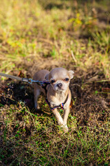 Small dog on a leash in the grass
