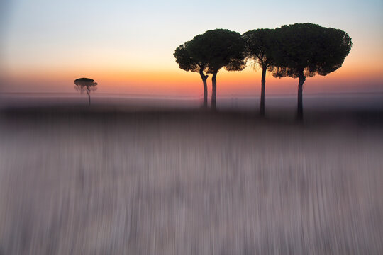 Silhouettes of trees in Lagunas de Villafafila nature reserve at sunset