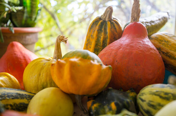 Pumpkin