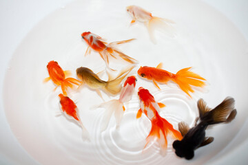 Fototapeta na wymiar GOLDFISH,FISH,JAPANESE FISH,JAPANESE GOLDFISH