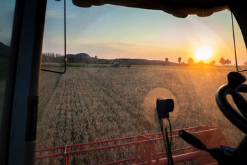 Organic farming, wheat field, harvest, combine harvester in the evening
