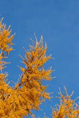 Bright autumn background of yellow needles of larch on a background of blue sky