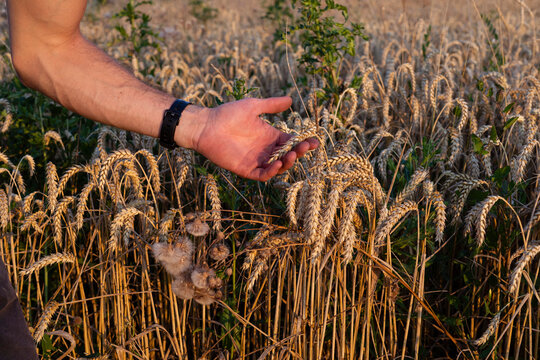 Organic farmer checking harvestability