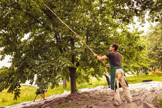 Man shaking tree during cherry harvest in orchard
