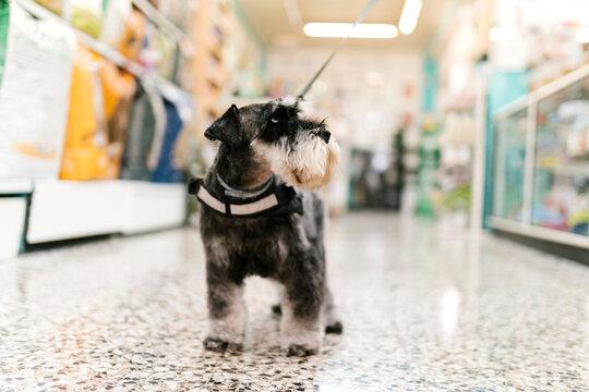 Close-up of schnauzer standing on tiled floor in pet salon