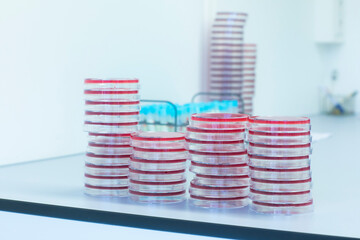 Petri dishes with growth medium in lab