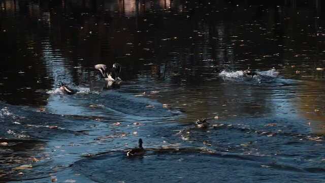 Ducks and drakes fly and land in the pond. Slow motion