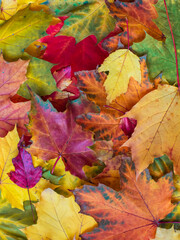 Autumn background of multicolored maple leaves in high resolution