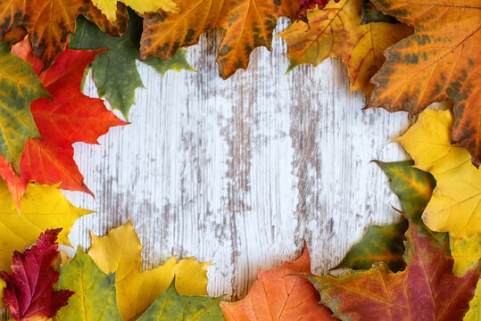 Autumn background of multicolored maple leaves with blank space for caption in high resolution