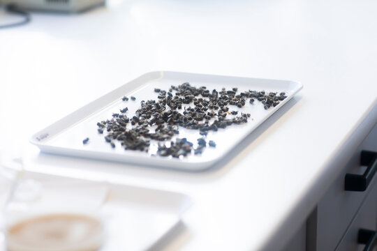 Dead bees in lab to examination