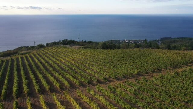 Vineyards in Mediterranean Region. Vineyards, grapes field, vine on plantation. Harvest season. Aerial drone view video