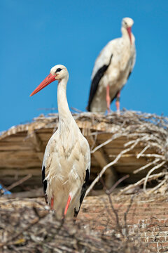 Germany, Baden-Wuerrttemberg, Lake Constance, Salem, white storks in nest