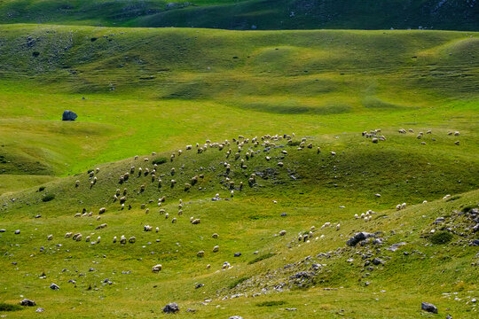 Montenegro, Durmitor National Park, flock of sheep on mountain pasture
