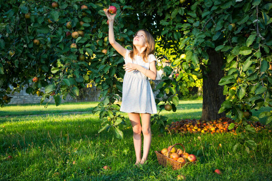 Little girl picking apple from tree