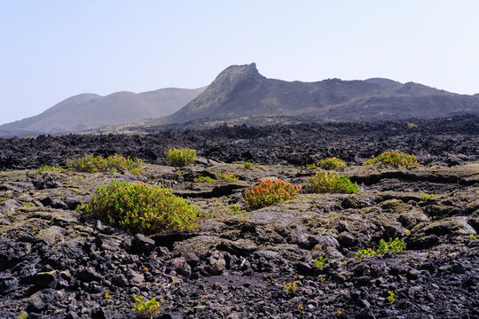 Spain, Canary Islands, Lanzarote, Los Volcanes Nature Park, Caldera Santa Catalina, Canary Islands sorrel