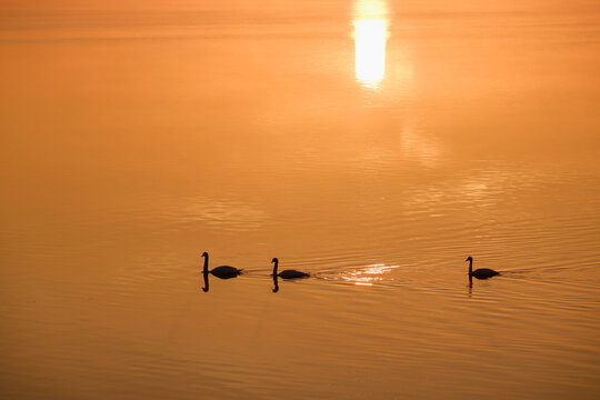 Germany, Bavaria, mute swans on Ismaning reservoir, sunrise
