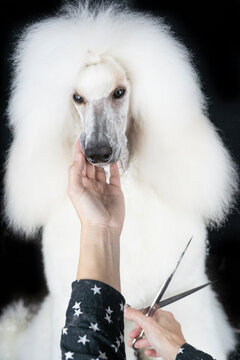 Portrait of trimmed white Standard Poodle