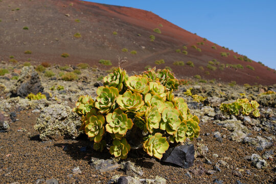 Spain, Canary Islands, Lanzarote, Los Volcanes Nature Park, Orpine Family