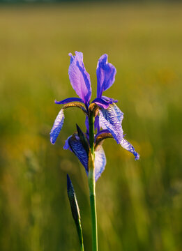 Close-up of purple iris flower blooming outdoors, Bavaria, Germany