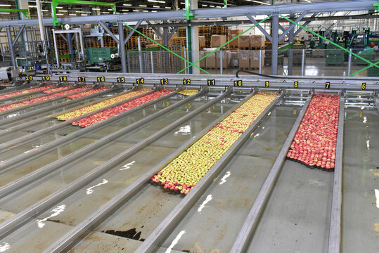 Conveyor belt with apples in water