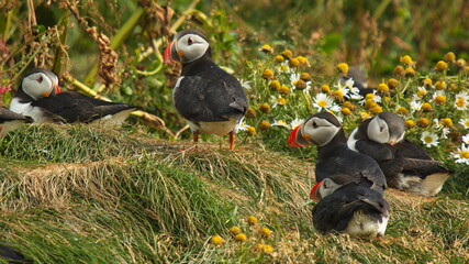 Puffins at Dyrholaey on the south of Iceland, Europe
