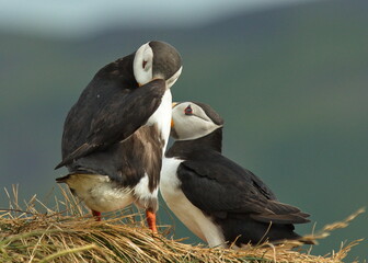 Puffins at Dyrholaey on the south of Iceland, Europe
